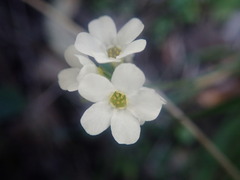 Myosotis lytteltonensis