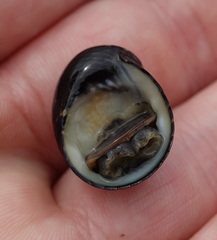 Gastropoda
