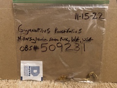 Gymnopilus punctifolius