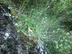 Myosotis lytteltonensis