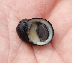 Gastropoda