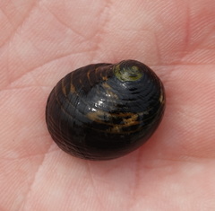 Gastropoda