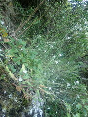 Myosotis lytteltonensis