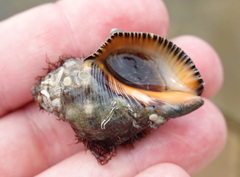 Stramonita haemastoma