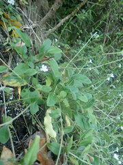 Myosotis lytteltonensis