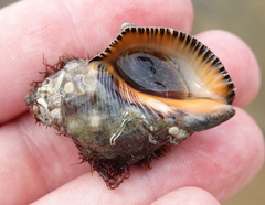 Stramonita haemastoma
