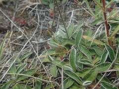 Rytidosperma exiguum