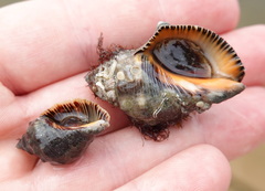 Stramonita haemastoma
