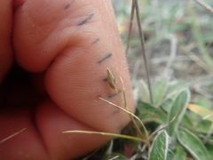 Rytidosperma exiguum