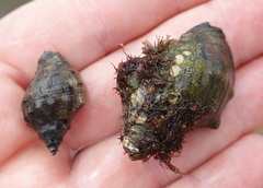 Stramonita haemastoma