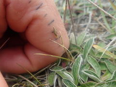 Rytidosperma exiguum