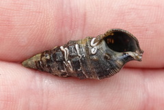 Gastropoda