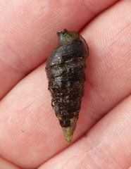 Gastropoda