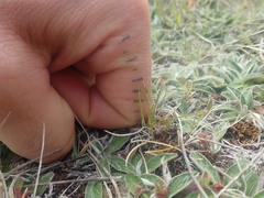 Rytidosperma exiguum