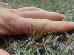 Rytidosperma exiguum