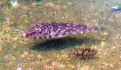 Sphoeroides marmoratus