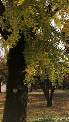 Ginkgo biloba