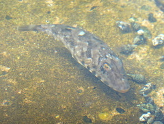 Sphoeroides marmoratus