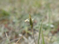 Rytidosperma exiguum