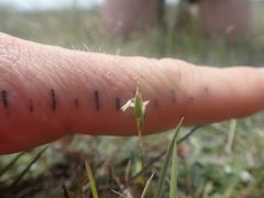 Rytidosperma exiguum