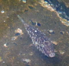 Sphoeroides marmoratus