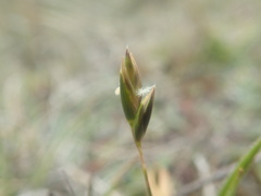 Rytidosperma exiguum