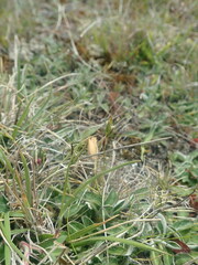 Rytidosperma exiguum