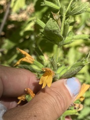 Clinopodium mimuloides
