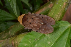 Penthicodes atomaria