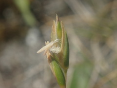 Rytidosperma exiguum