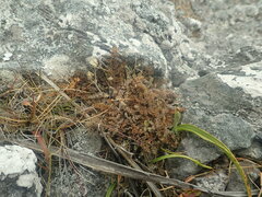 Gingidia enysii peninsulare