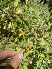 Clinopodium mimuloides