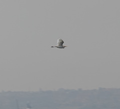 Bubulcus ibis