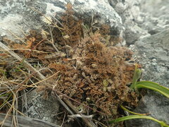 Gingidia enysii peninsulare