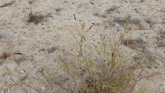 Poaceae