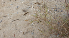Poaceae