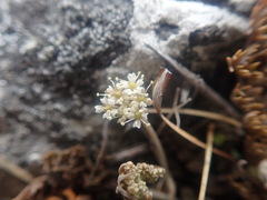 Gingidia enysii peninsulare