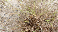 Poaceae