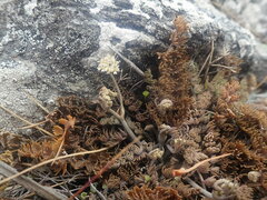 Gingidia enysii peninsulare