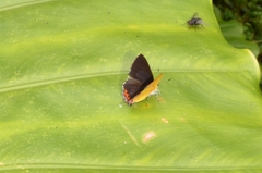 Heliophorus ila