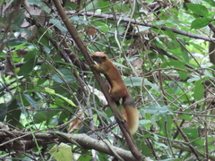 Callosciurus finlaysonii