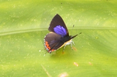 Heliophorus ila