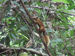 Callosciurus finlaysonii