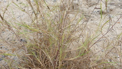 Poaceae