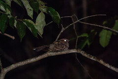 Nyctidromus albicollis