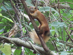 Callosciurus finlaysonii