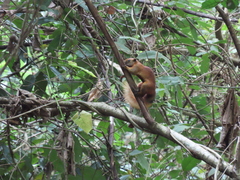 Callosciurus finlaysonii
