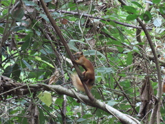 Callosciurus finlaysonii