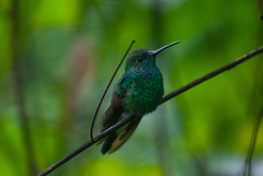 Chalybura buffonii