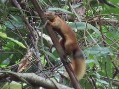 Callosciurus finlaysonii